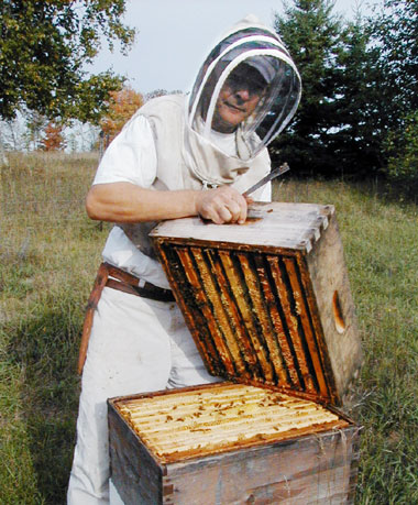 Tom Morrisey, the beekeeper, checking his hives.